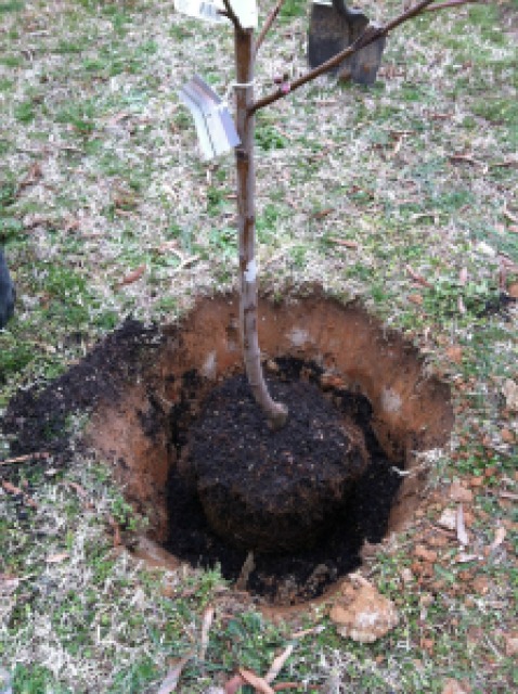 tree root ball