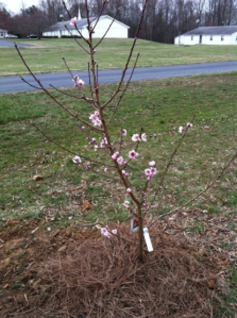 Young Majestic Peach Tree in Bloom