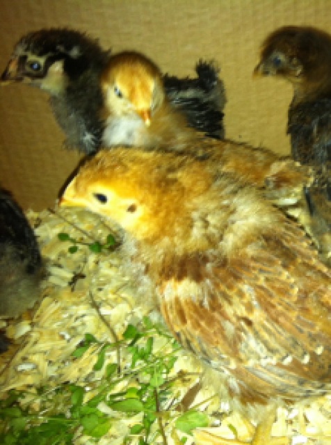 Summers Acres Baby Chicks Day 19