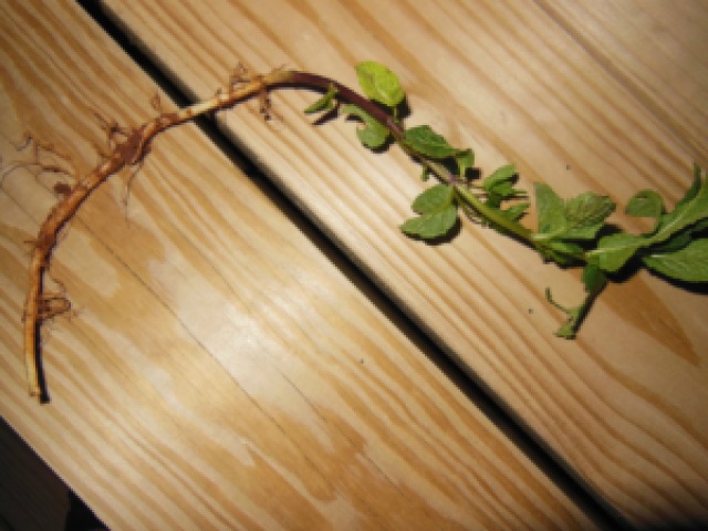 Roots of Mint Plant