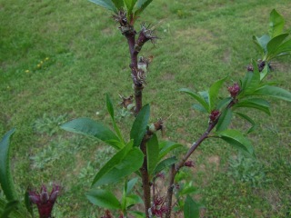 Close Up of Peach Tree First Fruits