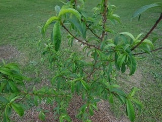 Peach Tree First Fruits