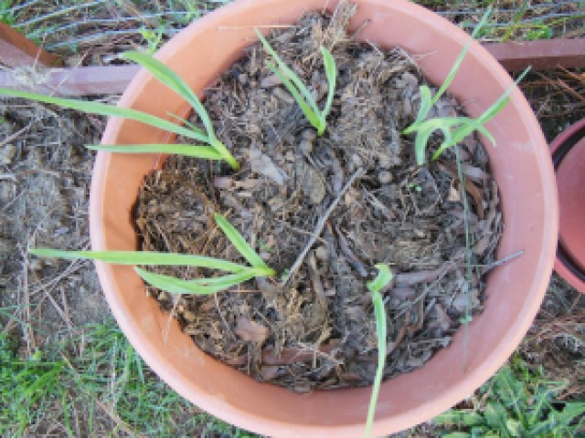 Garlic Planted in Container from Sets