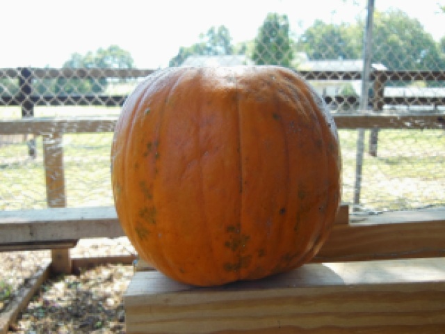 Our Stemless Holey Pumpkin
