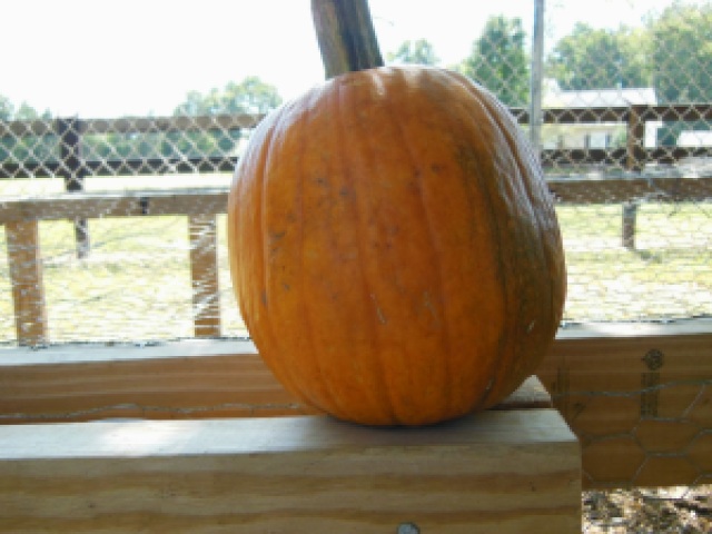 The Good Side of Our Gnawed on Pumpkin