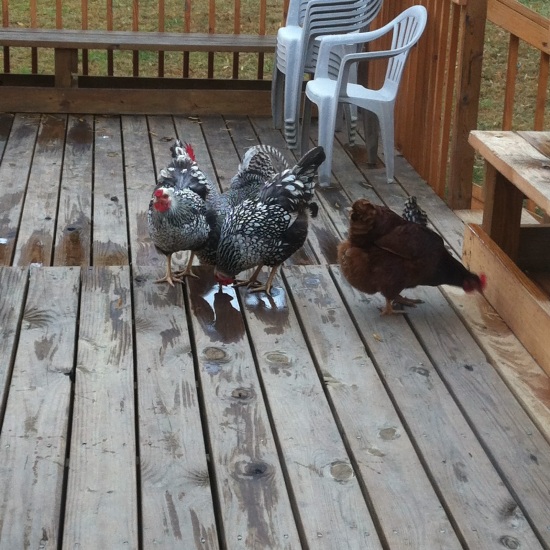 Chickens checking out the deck