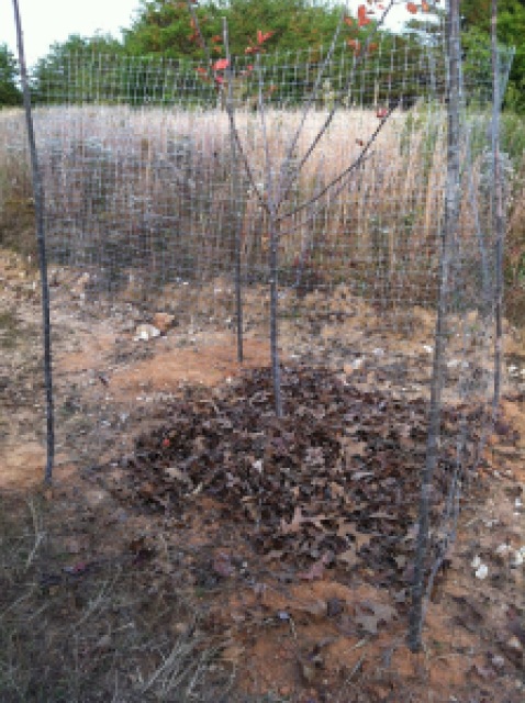 Honey Crisp Apple Tree Caged to Protect from Deer