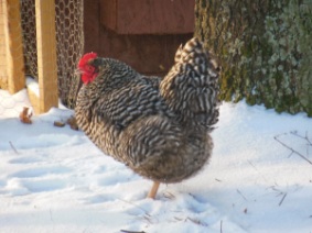 Keeping Chickens Alive during Cold Weather