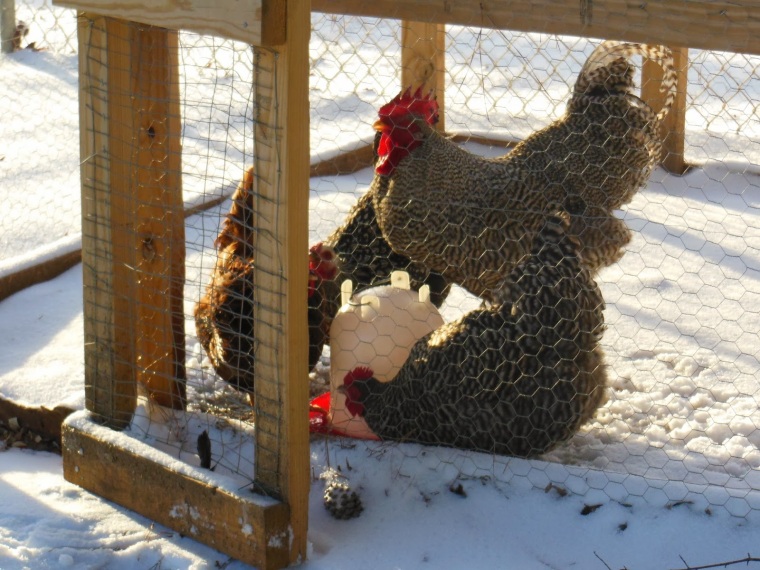 Keeping Chickens Water From Freezing During Cold Weather