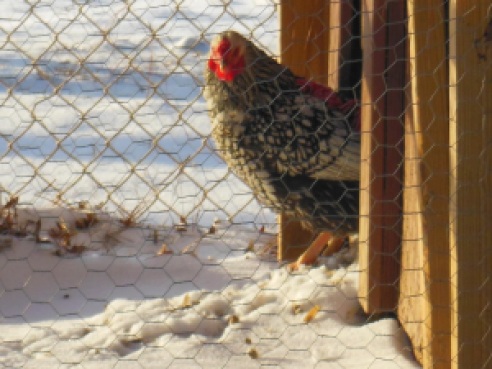 Keeping Chickens Alive During Cold Weather
