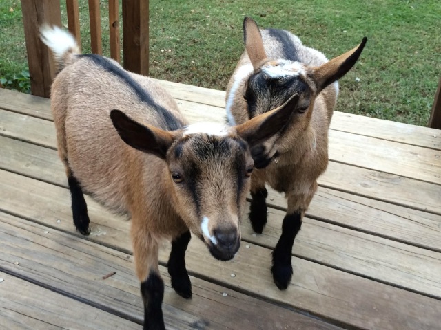 New Nigerian Dwarf Baby Goats – Summers Acres