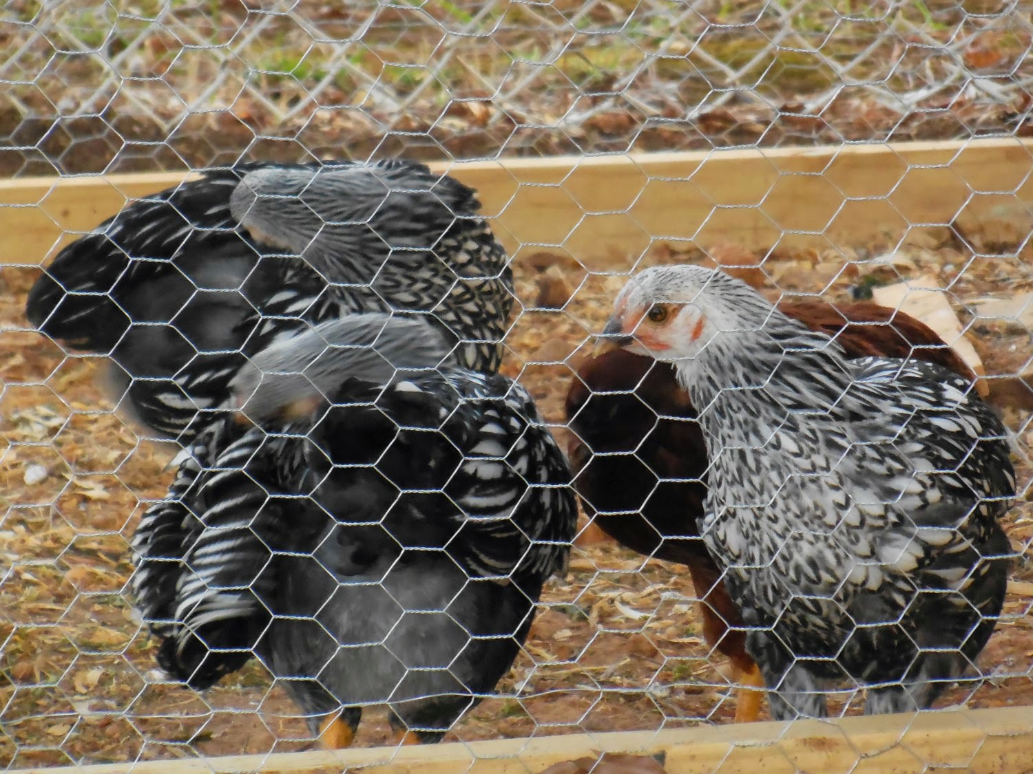 Raising Backyard Chickens for Eggs. Part 3 – The Coop – Summers ...