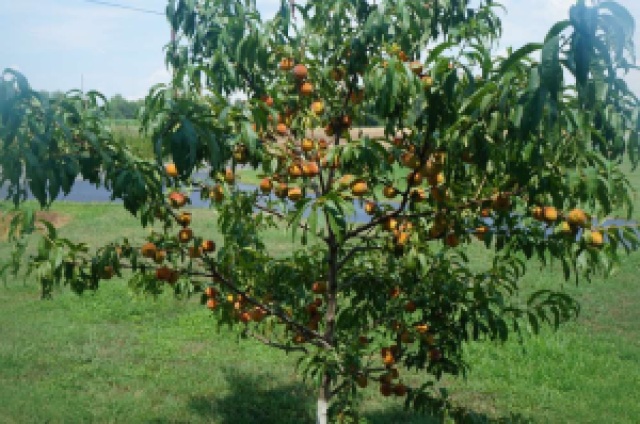4 or 5 Year Old Semi-Dwarf Reliance Peach Tree
