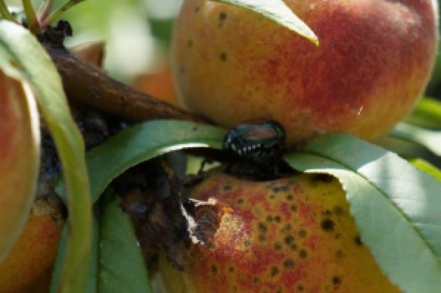 Japanese Beetle Pest on Reliance Peach
