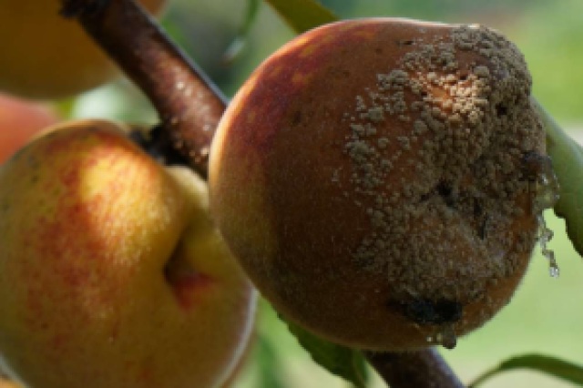 Fungus on Reliance Peach