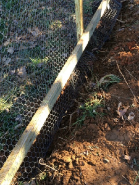 Buried Chicken Wire On Chicken Run