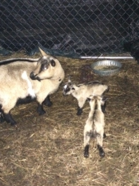 Mama Goat and Newborn Kids