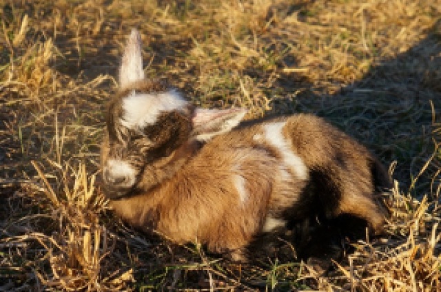 Newborn Nigerian Dwarf Boy Goat