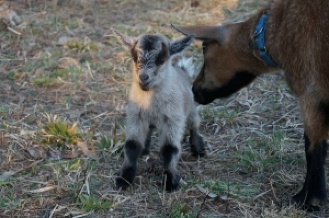 Mother Goat Cleaning Newborn Kid