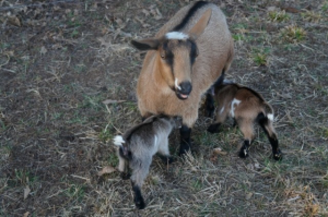 Mama Nigerian Dwarf Goat Nursing Newborn Kids