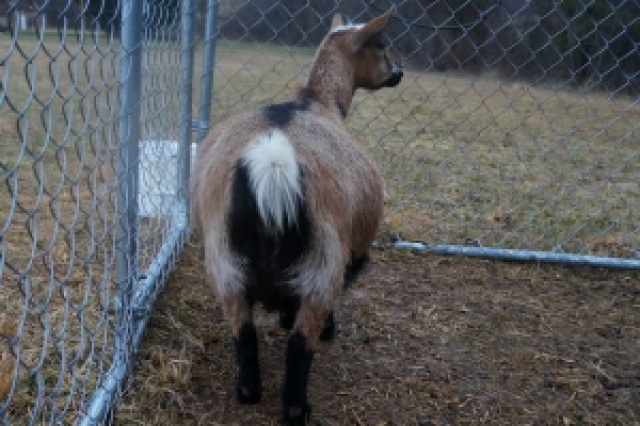 Pregnant Nigerian Dwarf Goat One Week Before Delivery