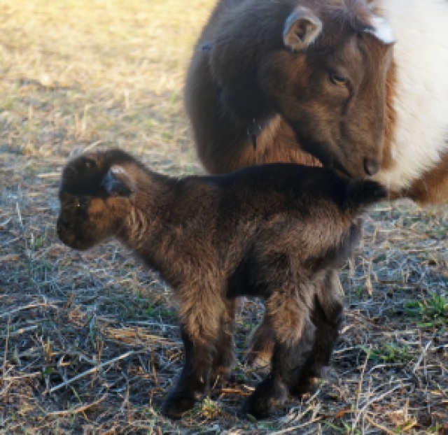 Mother Goat Caring for Newborn Kid