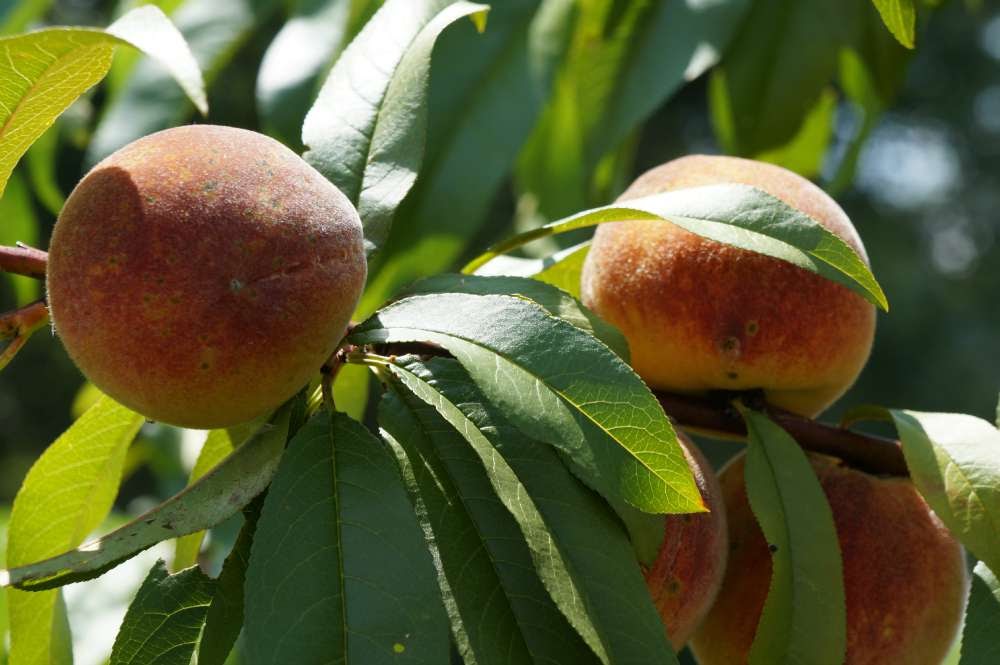 How to Grow Peach Trees by Stella Otto