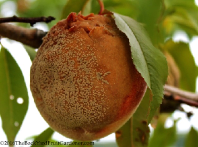 Peach Fungal Disease Brown Rot